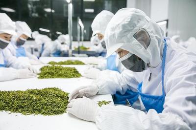 腳踏實(shí)地做好中國(guó)茶才是目標(biāo)——杜國(guó)楹談茶葉的產(chǎn)品與營(yíng)銷(xiāo)之道